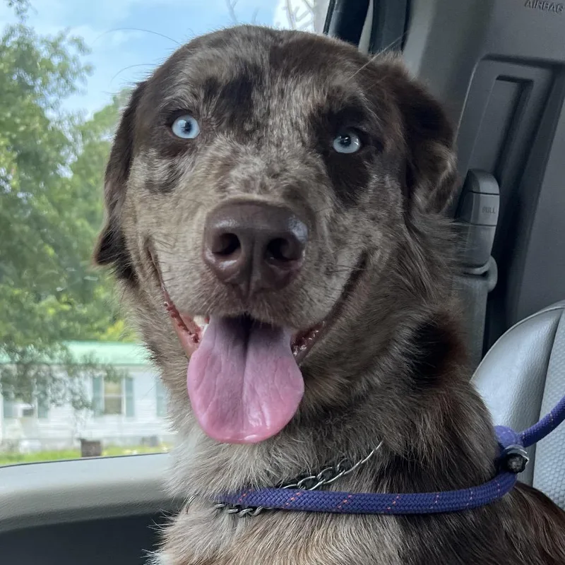 A young medium-sized male Brown / Chocolate Labrador Retriever dog named Tank for adoption in Richmond Hill, GA