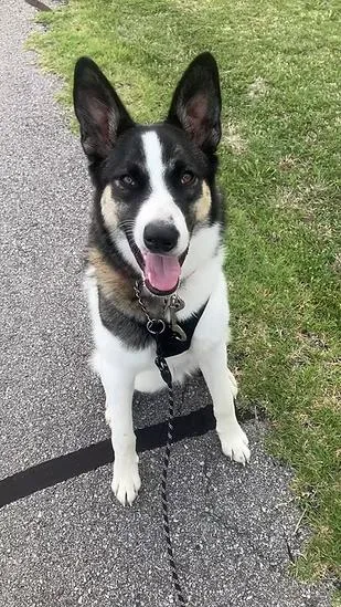 A young large-sized male Husky dog named Marshall for adoption in Anna, TX