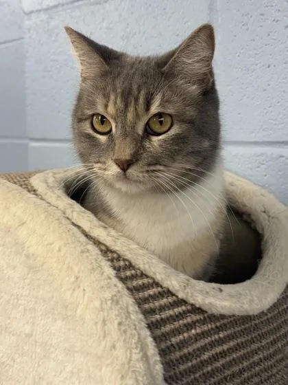 An adult small-sized female Domestic Short Hair cat named Azizah for adoption in Munster, IN