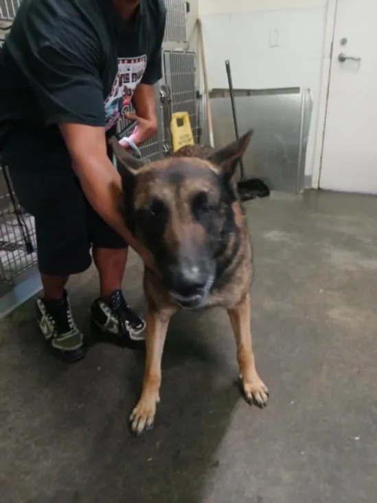 An adult medium-sized male Belgian Shepherd / Malinois dog named Rocko for adoption in Los Angeles, CA