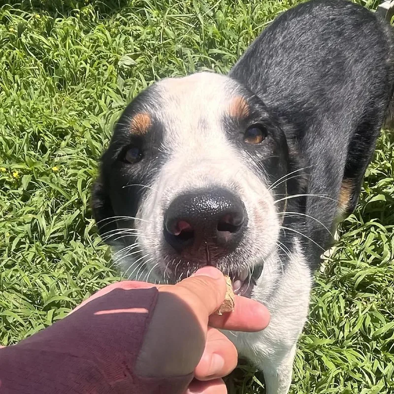 An adult large-sized male Black Border Collie dog named Moose for adoption in Clarksville, AR