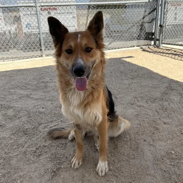 A young medium-sized male Shepherd dog named Scooby for adoption in Thousand Palms, CA