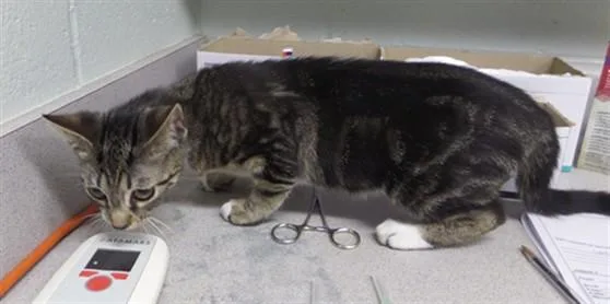 A young small-sized female Domestic Short Hair cat named Lapis for adoption in Augusta, GA