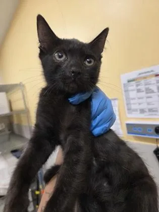 A baby small-sized male Domestic Short Hair cat named Malakai for adoption in Honolulu, HI