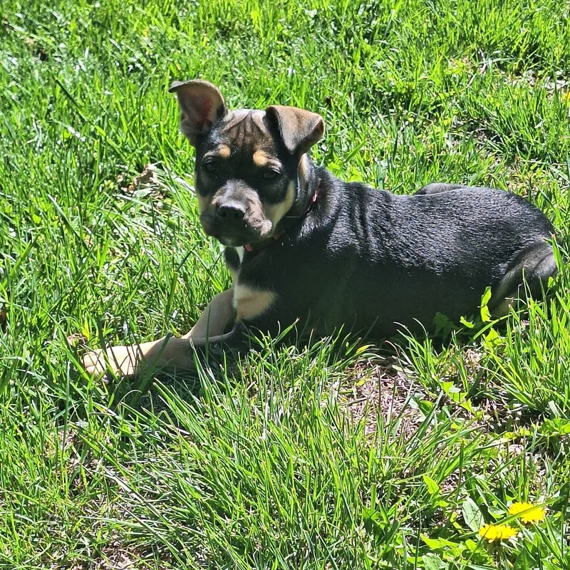 A baby medium-sized female English Bulldog dog named Kissy for adoption in Houston, TX