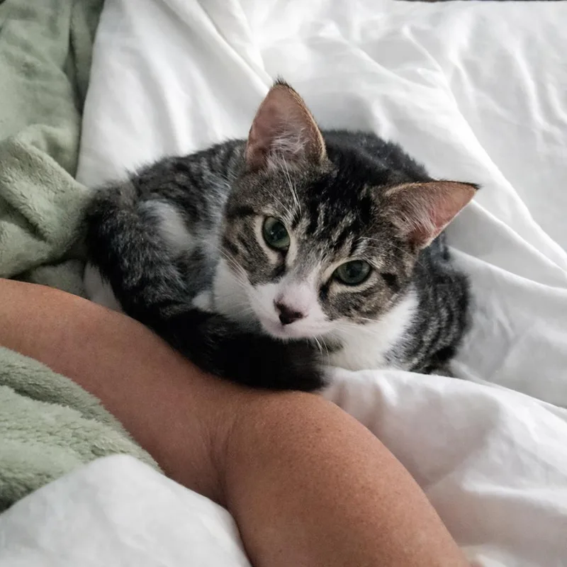 A young medium-sized male Tabby (Gray / Blue / Silver) Domestic Short Hair cat named Alvin for adoption in Long Beach, CA