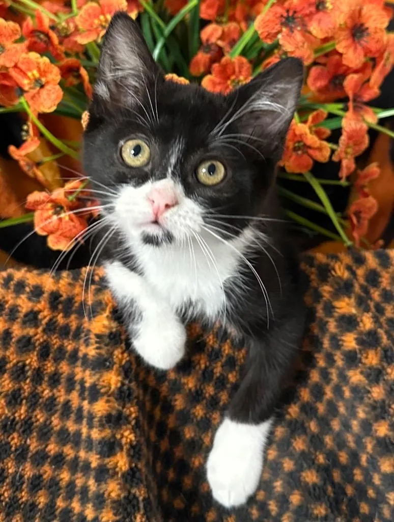 Fiona