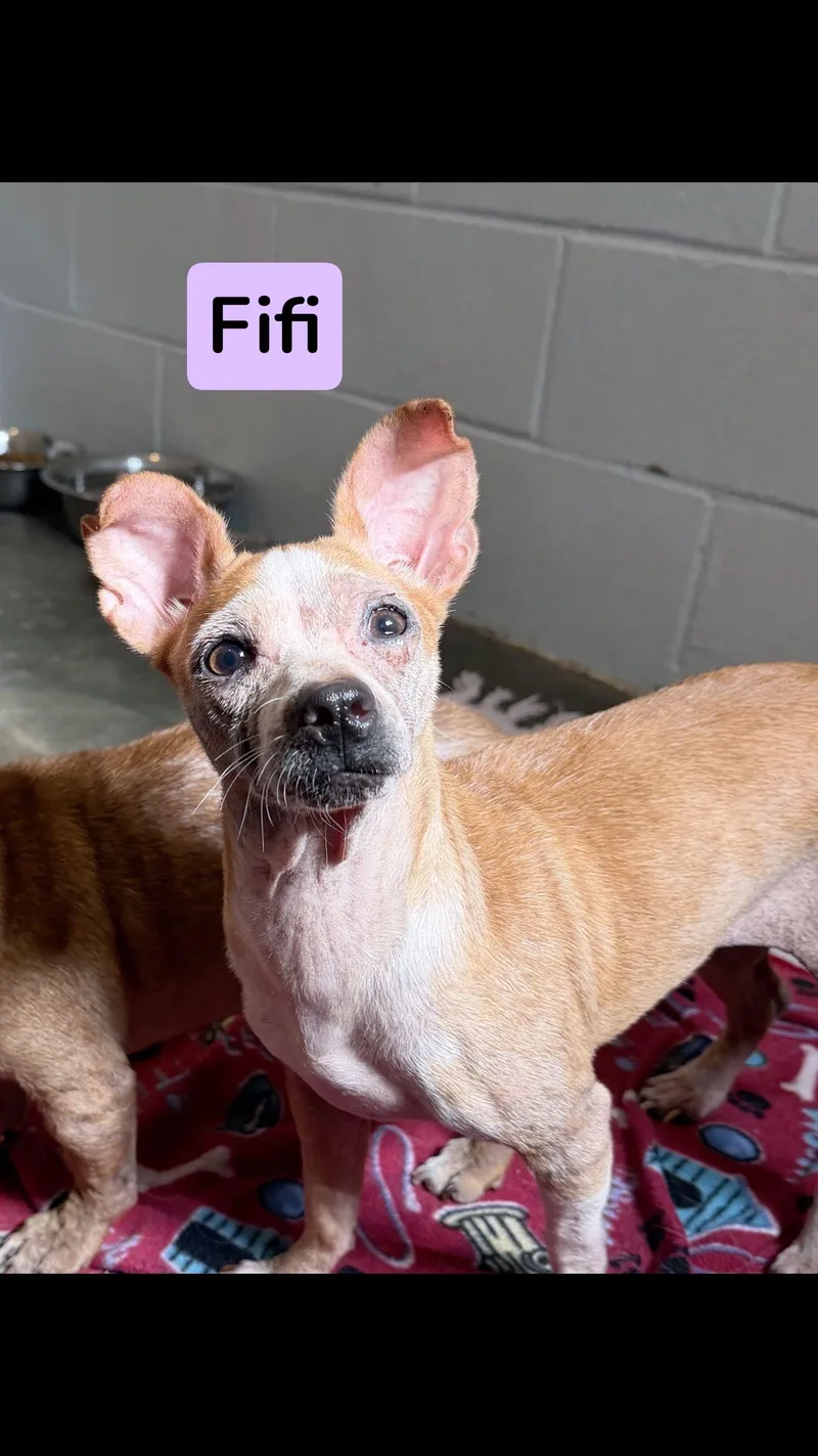 A young small-sized female Brown / Chocolate Chihuahua dog named Fifi for adoption in Barnegat, NJ