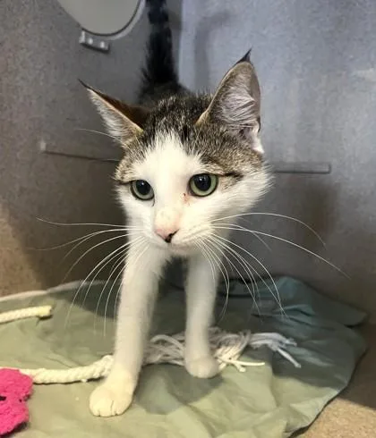 A baby small-sized female Domestic Short Hair cat named Clara for adoption in Washington, DC