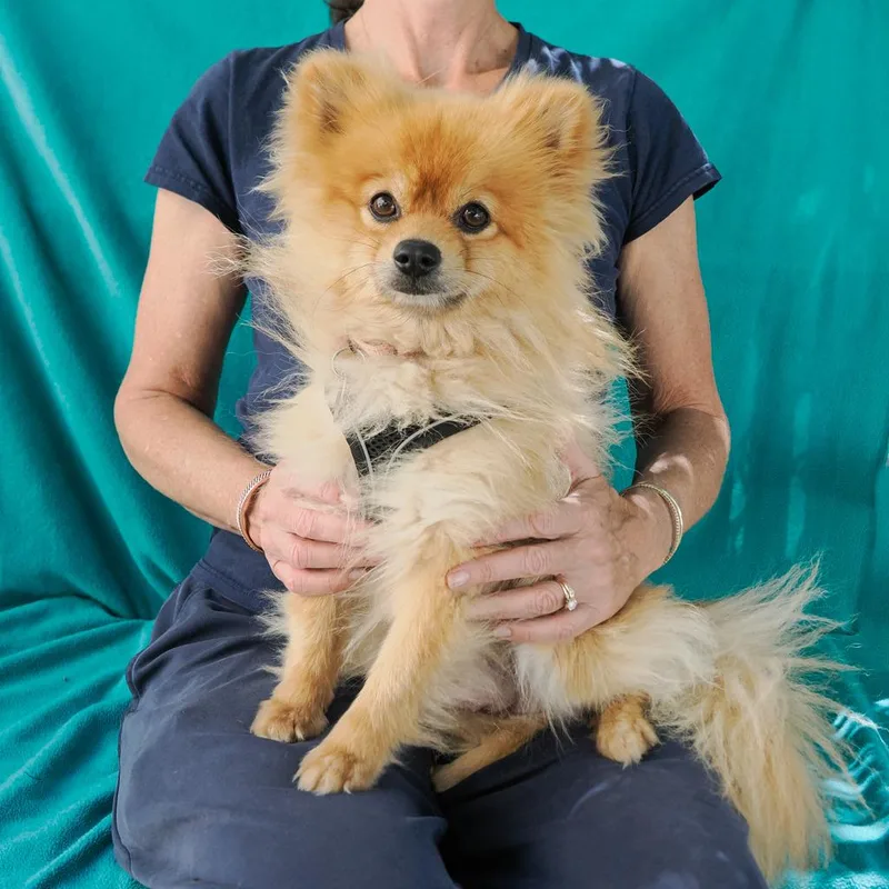 OSO bonded to FRIDA