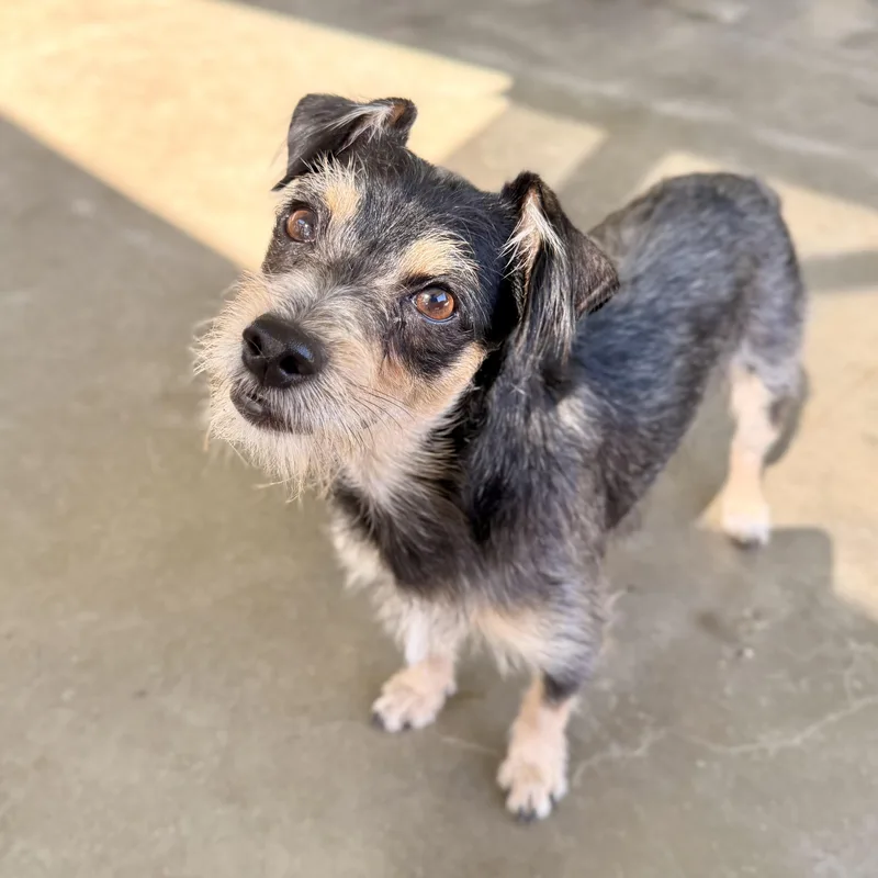 A young small-sized male Yorkshire Terrier dog named Payton for adoption in modesto, CA