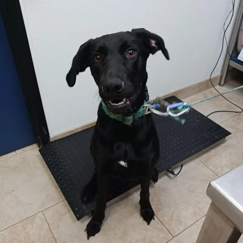 An adult large-sized female Black Labrador Retriever dog named Black Lotus for adoption in Galveston, TX
