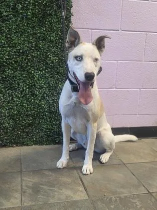 An adult large-sized male White / Cream Mixed Breed dog named Guero for adoption in El Paso, TX