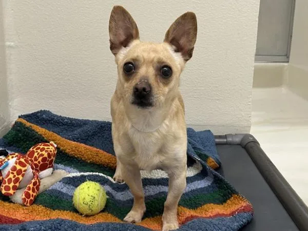 An adult small-sized male Chihuahua dog named Casper for adoption in Portland, OR