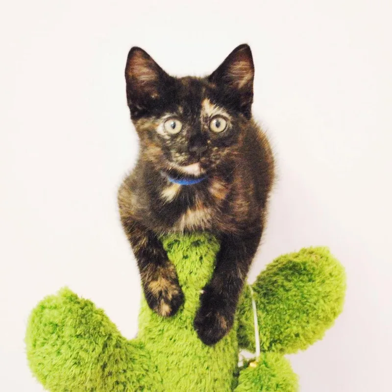 A baby small-sized female Black Domestic Short Hair cat named Bertha for adoption in Forest Park, IL