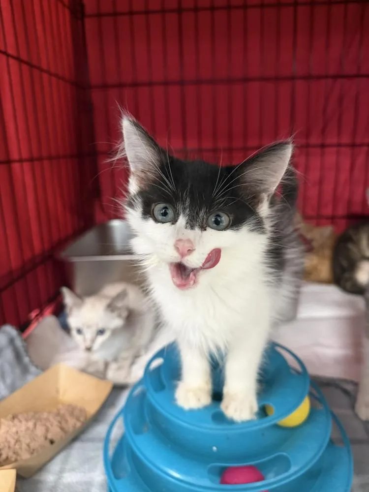 A baby small-sized male Black & White / Tuxedo Domestic Medium Hair cat named Zorro for adoption in Emerald Isle, NC
