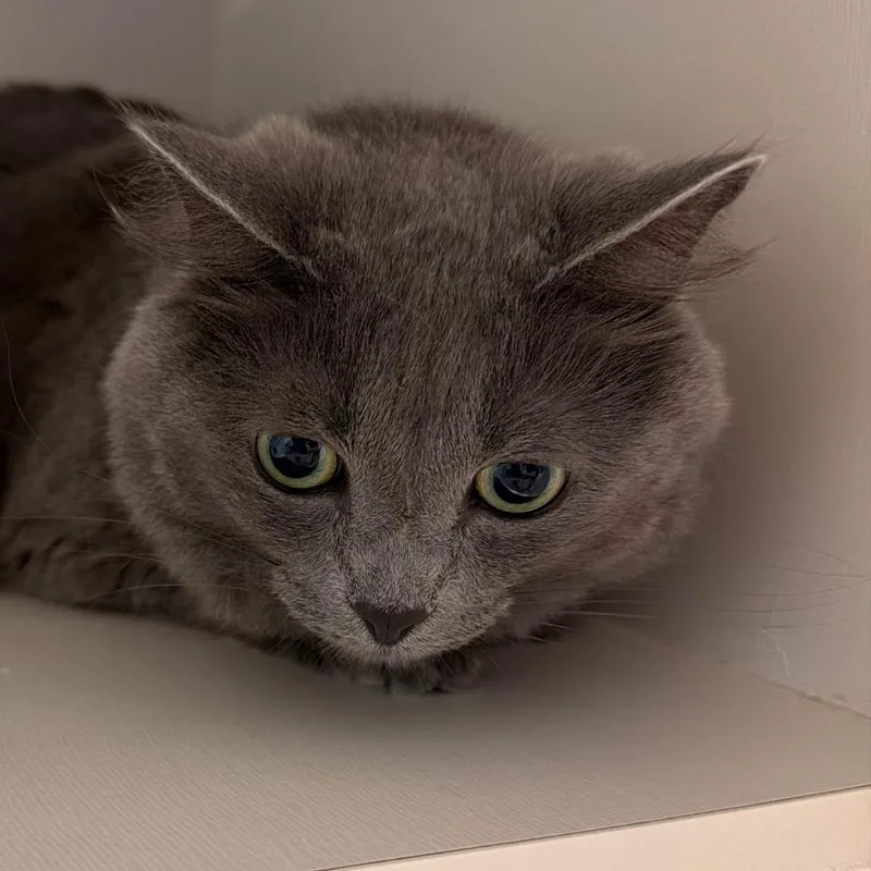 An adult large-sized female Gray / Blue / Silver Domestic Short Hair cat named Foxy for adoption in Floresville, TX