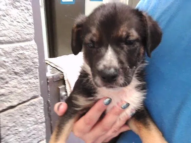 A baby small-sized male German Shepherd Dog dog named Marshall for adoption in Tulsa, OK