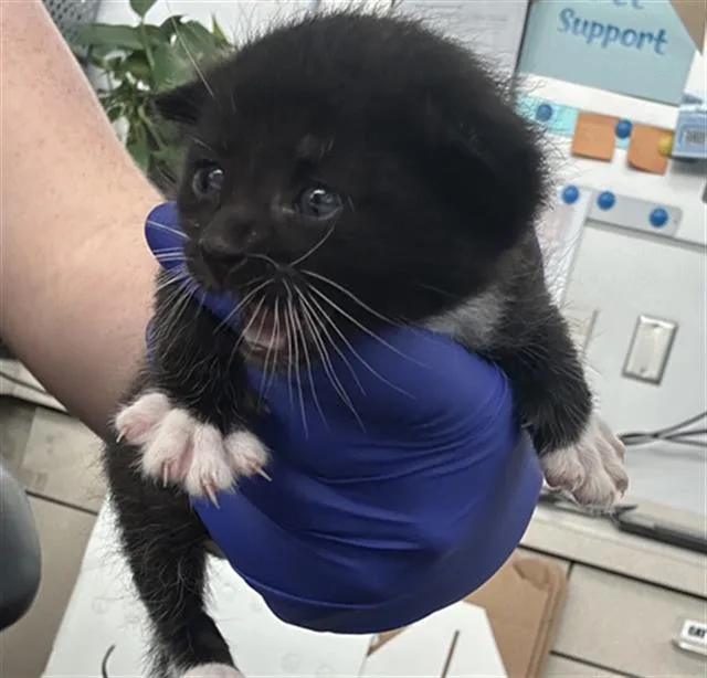 A baby medium-sized female Domestic Short Hair cat named Trixie for adoption in Dallas, TX