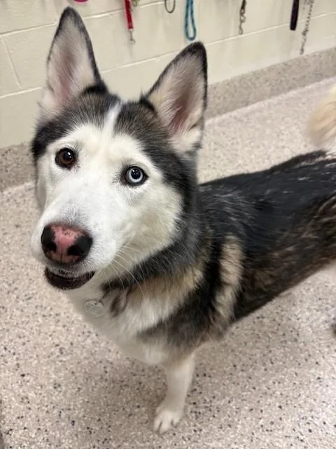 An adult large-sized female Siberian Husky dog named Khaleesi for adoption in Brighton, CO