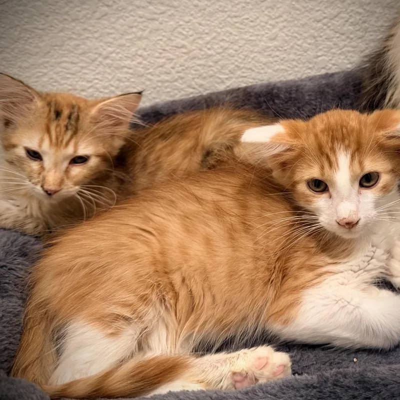 Quincy and Quinton thumbnail 5
