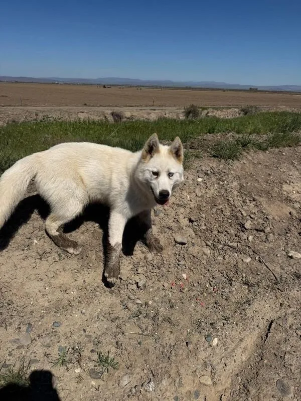 An adult large-sized male White / Cream Husky dog named Ghost for adoption in renton, WA
