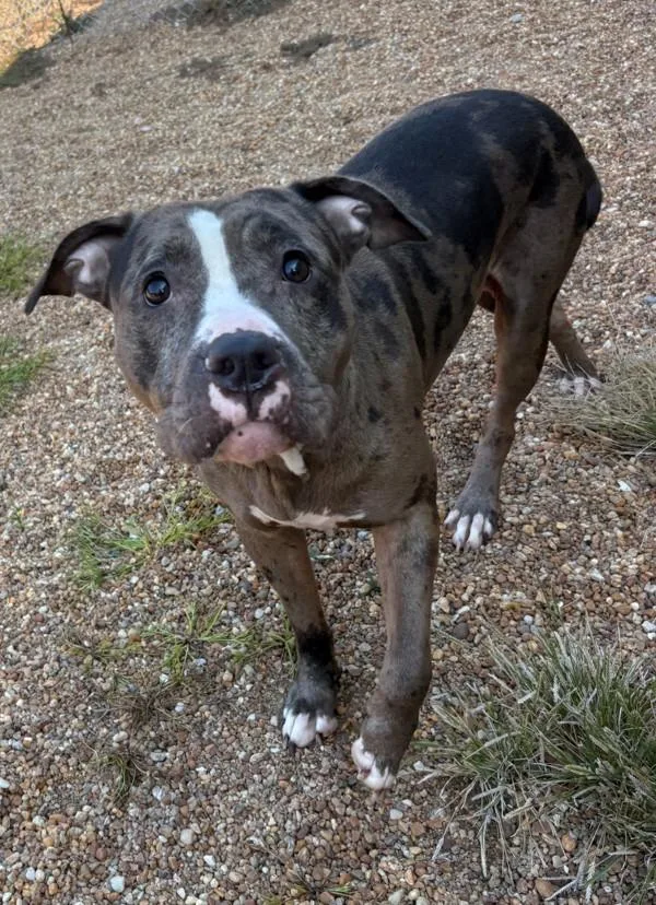 An adult large-sized female Pit Bull Terrier dog named Magnolia for adoption in Virginia Beach, VA