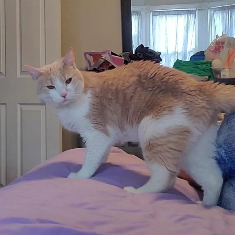 An adult medium-sized female White Domestic Short Hair cat named Annie for adoption in York, PA