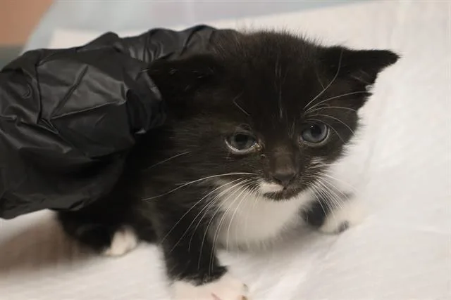 A baby small-sized male Domestic Short Hair cat named Tay for adoption in Columbia, SC