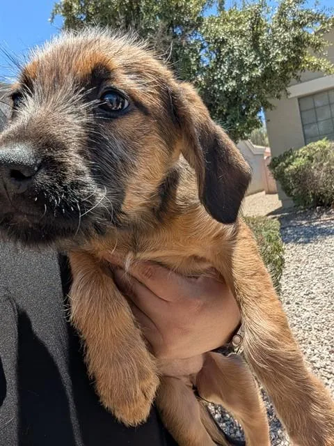 A baby large-sized female Labrador Retriever dog named Mini for adoption in Phoenix, AZ