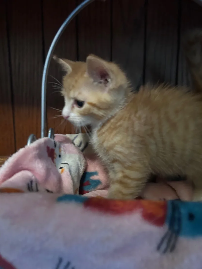 A baby medium-sized male Orange / Red Domestic Short Hair cat named Larry for adoption in East Hartford , CT