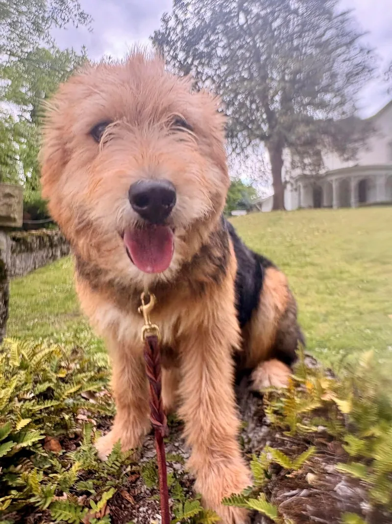A baby medium-sized male Yellow / Tan / Blond / Fawn Airedale Terrier dog named Hawkeye Oiseau for adoption in Andover, MA