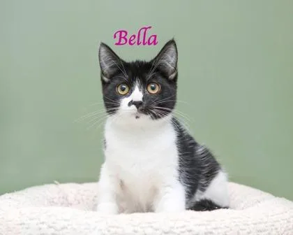 A baby small-sized female Domestic Short Hair cat named Bella for adoption in Parma, OH