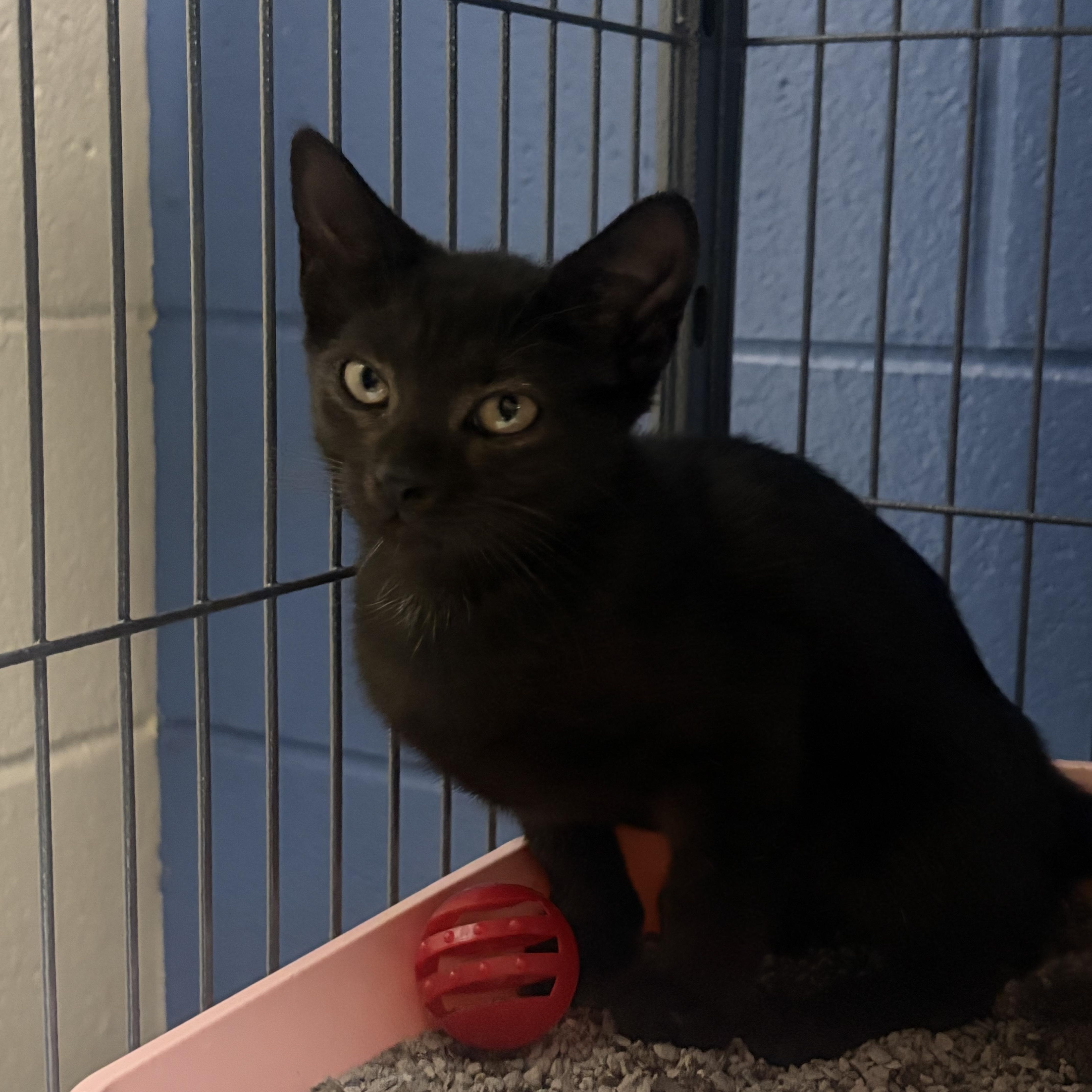 A baby medium-sized female Black Domestic Short Hair cat named Toyota for adoption in Charleston, SC