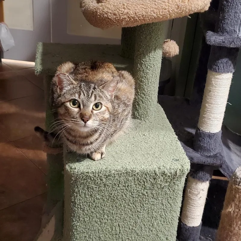 Cinnamon thumbnail 2