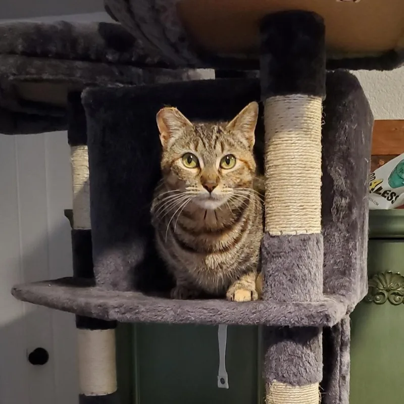 Cinnamon thumbnail 3