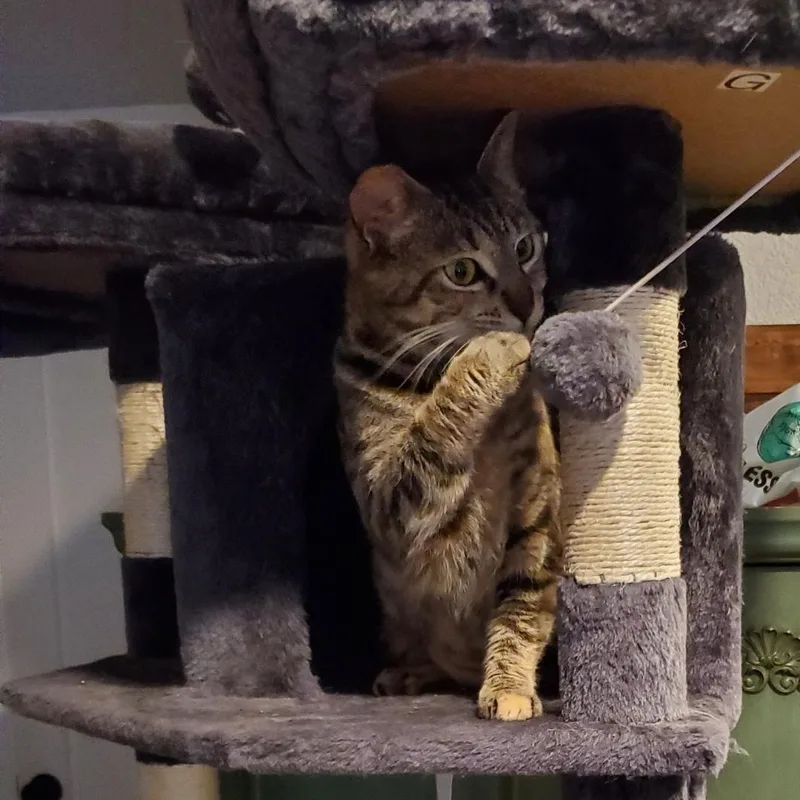 Cinnamon thumbnail 4