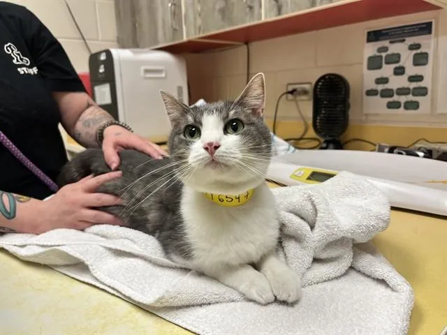An adult medium-sized female Domestic Short Hair cat named Eowyn for adoption in Colorado Springs, CO