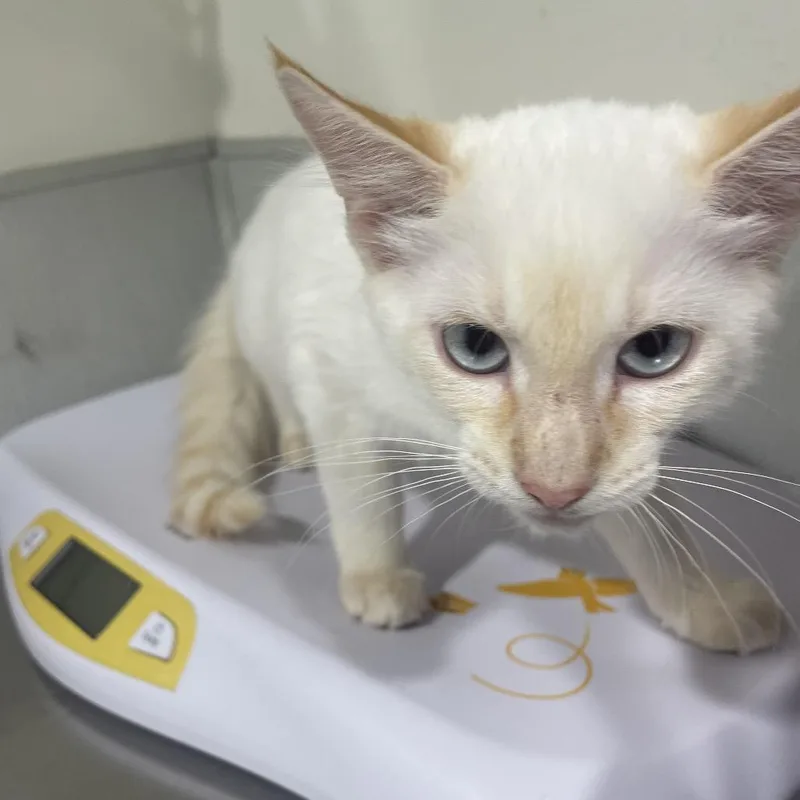 A baby small-sized male Cream / Ivory Siamese cat named Zuko for adoption in Tampa, FL