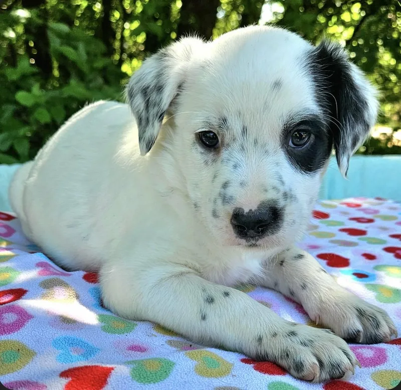A baby medium-sized female Black Australian Shepherd dog named Porsche for adoption in Pelham, NH