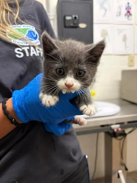 A baby medium-sized male Gray / Blue / Silver Tuxedo cat named Sven for adoption in Fruit Heights, UT