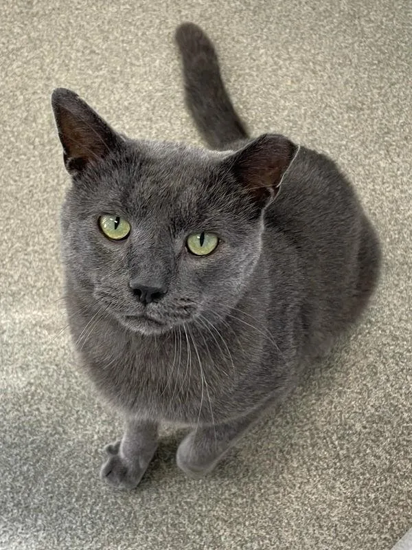 An adult medium-sized male Domestic Short Hair cat named Wombat for adoption in Roanoke, VA