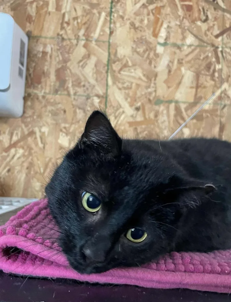 Santiago thumbnail 3