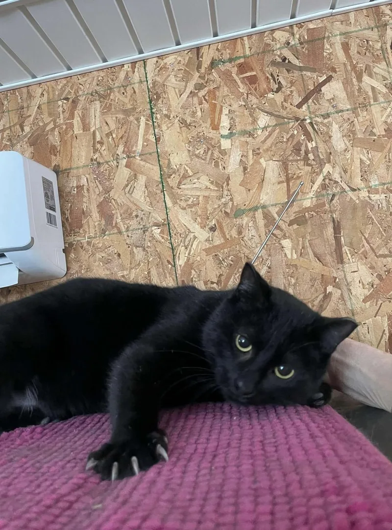 Santiago thumbnail 5