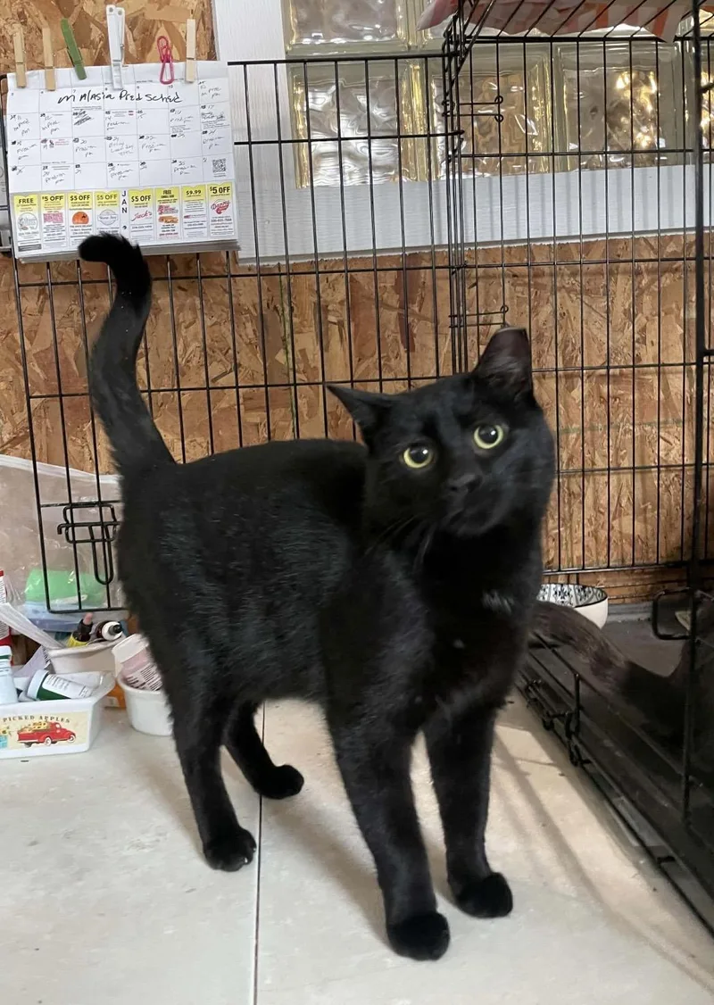 Santiago thumbnail 6