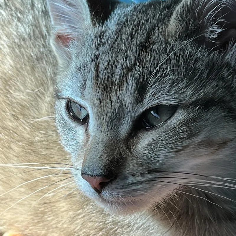 A baby small-sized female Brown / Chocolate Domestic Short Hair cat named Poppy for adoption in Durham, NC
