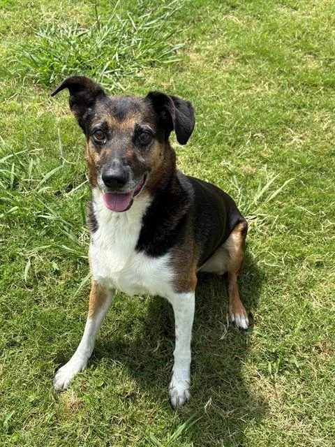 An adult medium-sized female German Shepherd Dog dog named Lola for adoption in Forney, TX