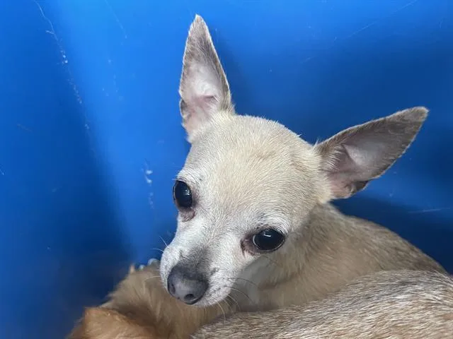 An adult small-sized female Mixed Breed dog named Wendy for adoption in Dallas, TX