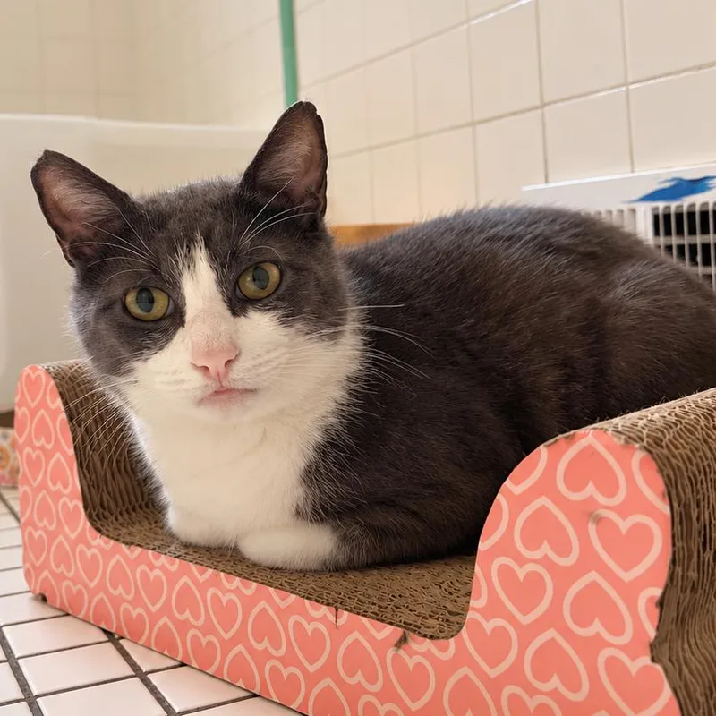 A young small-sized male Gray / Blue / Silver Domestic Short Hair cat named Oreo for adoption in Long Beach, CA