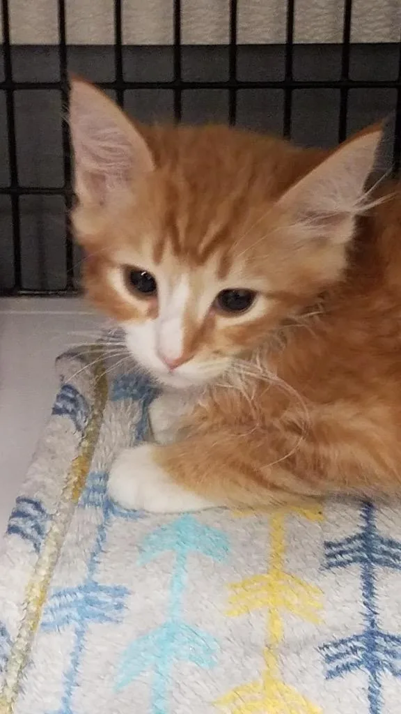 A baby small-sized male Domestic Medium Hair cat named Pebble for adoption in Ewing, NJ